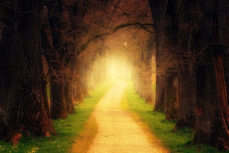 Enchanted Forest Glade